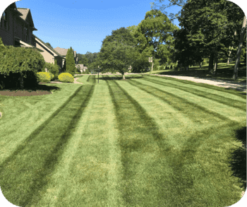 Freshly mowed lawn with alternating light and dark green stripes in a suburban neighborhood.